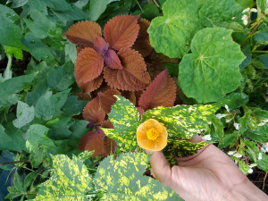 Abutilon, coleus & begonia Abutilon, coleus & begonia