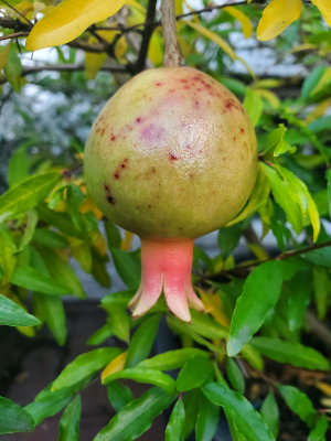 Dwarf Pomegranate Dwarf Pomegranate