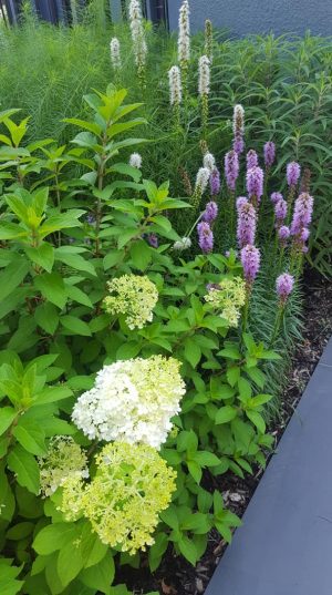 Detail of a garden border Curb appeal