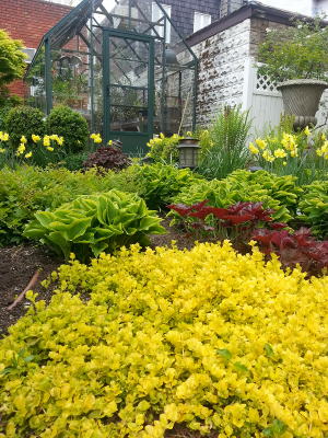 Shade bed with Bulbs & Ferns Shade bed with Bulbs & Ferns
