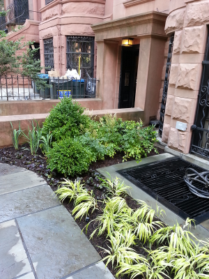 After - Curved garden  beds with evergreens for Multi- season interest After Brooklyn Front Garden 4
