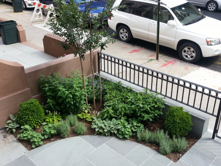 After - Brooklyn - Formal Front Garden Brooklyn - Formal Front Garden After