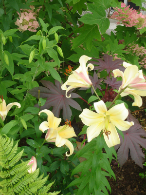 Lillium 'african queen' in front garden Lillium 'african queen' in front garden