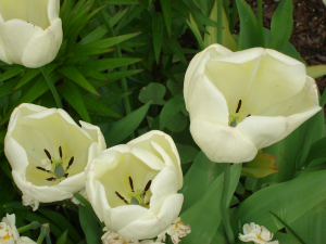 White tulips in rear garden White tulips in rear garden