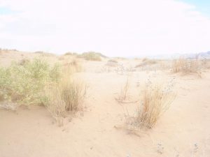 Sand Dunes in High Summer - Mojave Desert Sand Dunes in High Summer - Mojave Desert