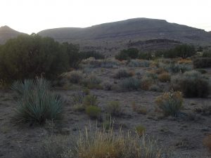 High Summer - Mojave Desert High Summer - Mojave Desert