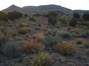 Mojave Desert near Nipton, California Mojave Desert near Nipton, California