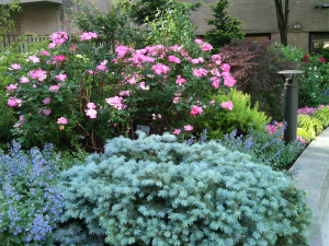 East Border with Roses East Border with Roses