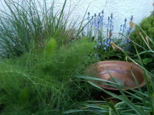 Fennel, scillla & birdbath Fennel, scillla & birdbath