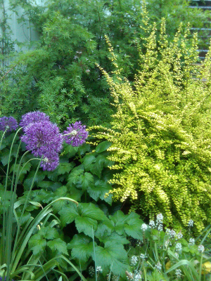 Allium & Lonicera in rear garden Allium & Lonicera in rear garden