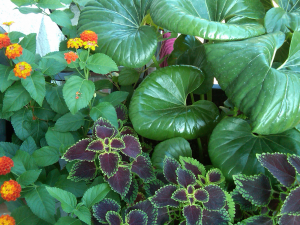 Coleus, lantana & farfugium Coleus, lantana & farfugium