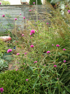 Gomphrena in summer Gomphrena in summer
