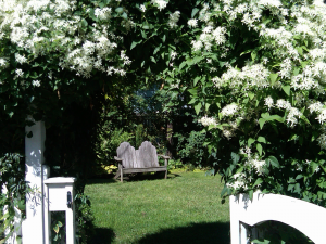 The Clematis Arbor The Clematis Arbor