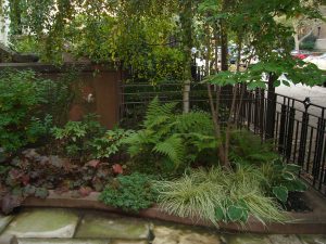 Shady pocket sized front garden with ferns & Grasses Shady pocket sized front garden with ferns & Grasses