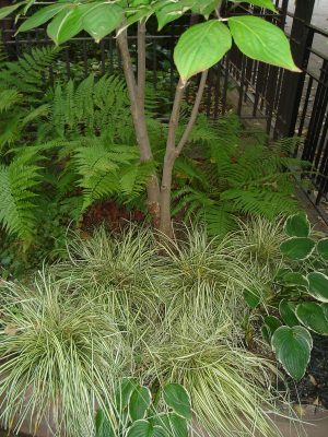 Detail of shady front garden with ferns & Grasses Detail of shady front garden with ferns & Grasses