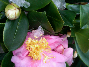 Camellia in snow Camellia in snow