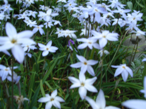 Iphieon in Spring Iphieon in Spring