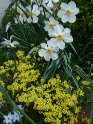 Narcissus poeticus Narcissus poeticus