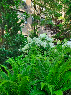 Hardy Ferns & Hydrangea border Hardy Ferns & Hydrangea border