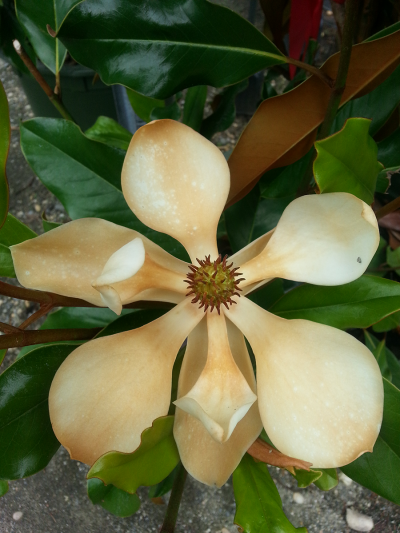 Magnolia "Little Gem"