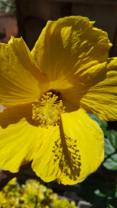 Yellow Hibiscus