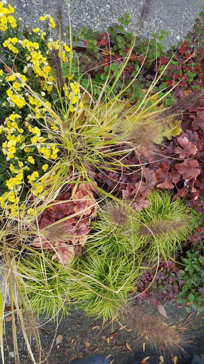 Carex & Heuchera & friends in fall