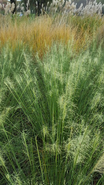 Sea of Grasses