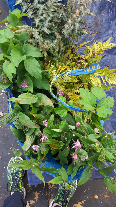 Shade Garden in Ikea bag
