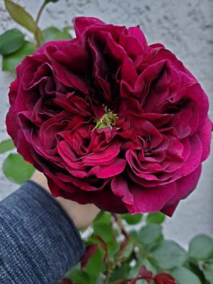 Rosa "The Prince" Rosa "The Prince"