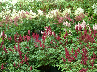 Astilbe mix in the field