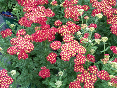 Yarrow Achillea "strawberry fields'