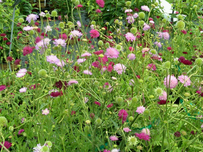 Scabiosa mix