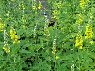 Yellow lupin in the field