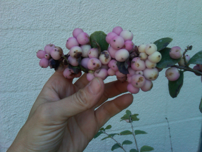 Coral Berry- Symphoricarpos doorenbosii "candy"
