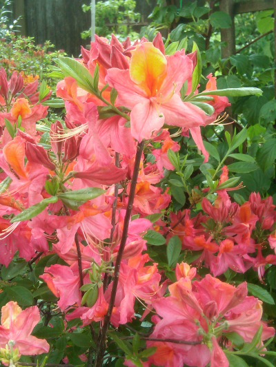 Azalea "Mt St Helens"