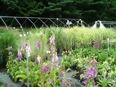 Foxgloves & grasses in the field