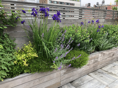 Detail of planting with Nepeta & Iris Detail of planing with Nepeta & Iris
