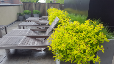 Communal roof top lounge with spiraea & grasses Communal roof top lounge with spiraea & grasses