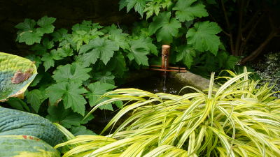 Bamboo water feature with hakone grass Bamboo water feature with hakone grass