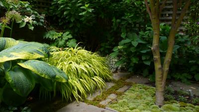 Moss, Hakone grass & Hosta Moss, Hakone grass & Hosta