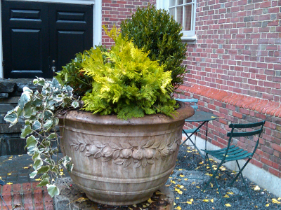Winter courtyard planting in stone urn Winter courtyard planting