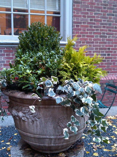 Detail of planting: Boxwood, Skimmia, algerian ivy, & chamaecyparis Detail of planting