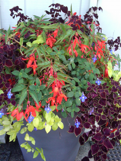 Summer planting with Begonia, coleus and streptocarpella Summer planting with Begonia, coleus and streptocarpella