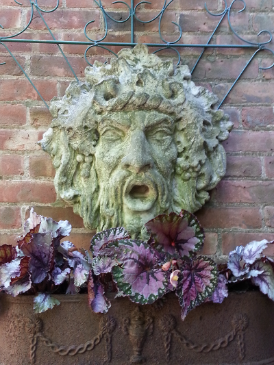 Green man & metal planter with Rex Begonias Green man & metal planter