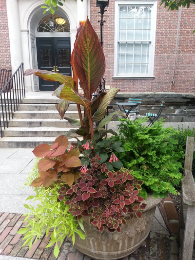 Summer planting with coleus, canna, fuchsia & ipomea vine Summer planting