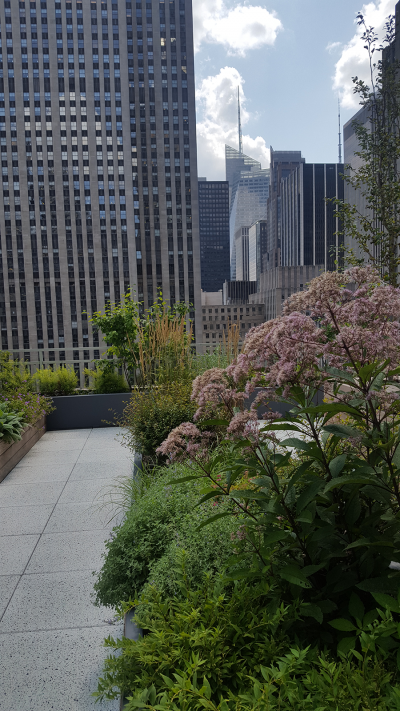Mixed planting with shrubs and polinator species Mixed planting