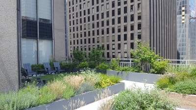 North terrace with grasses, lavender & Mixed shrubs North terrace