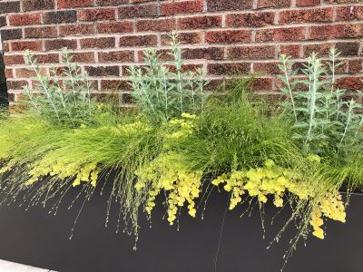Detail of planter with Perovskia, fiber optic grass & Lysmachia aurea Detail of planter with Perovskia, fiber optic grass & Lysmachia aurea