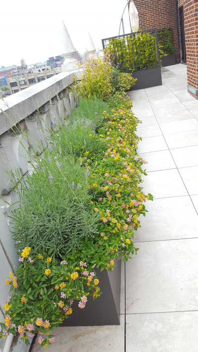 Lower level terrace with lavender & Lantana Lower level terrace with lavender & Lantana
