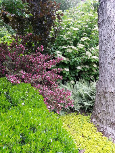 Enclosed garden with layered evergreens, vines and flowering shrub border Enclosed garden with layered evergreens, vines and flowering shrub border